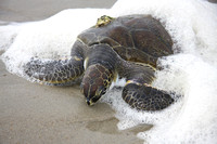 Ocracoke sea turtle